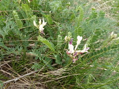 Astragalus polygala