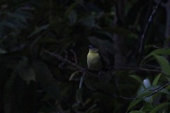 Ramphocelus flammigerus icteronotus