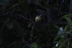 Ramphocelus flammigerus icteronotus