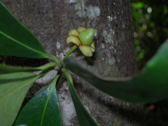 Ternstroemia tepezapote