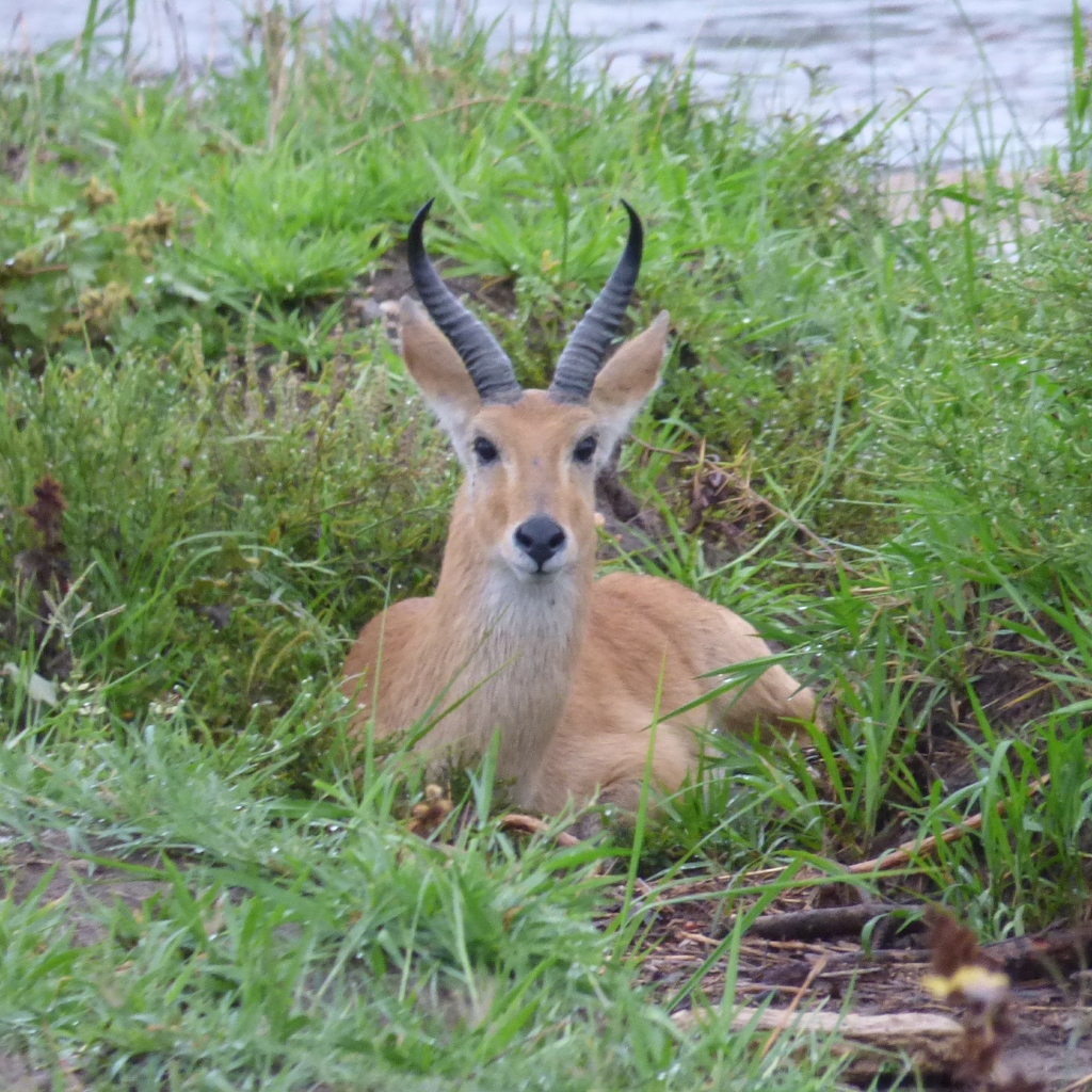 Redunca redunca, Babati, Tanzania, by lauriekoepke