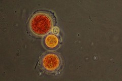 Haematococcus