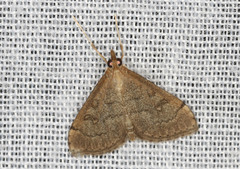 Metasia dicealis
