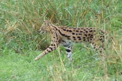Leptailurus serval lipostictus
