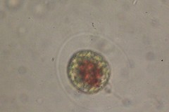 Haematococcus