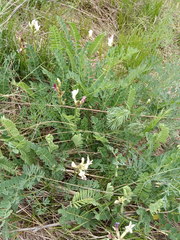 Astragalus polygala