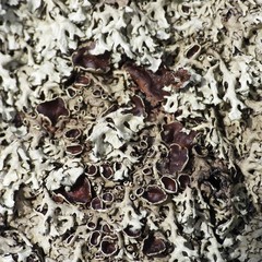 Xanthoparmelia stenophylla