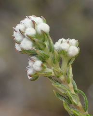 Phylica karroica