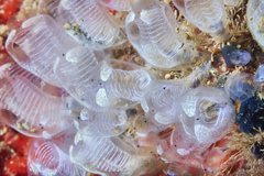 Clavelina obesa
