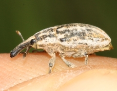 Larinus ursus