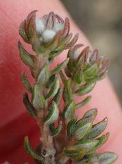 Phylica karroica
