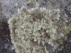 Xanthoparmelia stenophylla