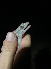 Tarentola americana