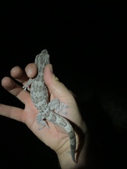 Tarentola americana