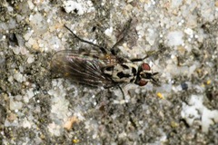 Anthomyia pluvialis