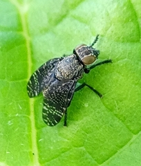 Platystoma seminationis