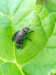 Platystoma seminationis