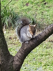 Sciurus carolinensis