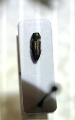 Anthaxia caseyi santarosae