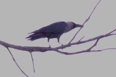 Corvus splendens
