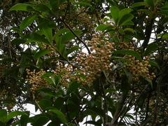 Ardisia densiflora