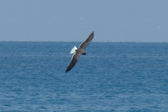 Ichthyaetus hemprichii