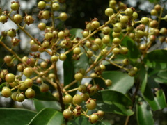 Ardisia densiflora