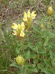 Scutellaria caucasica