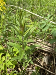 Veronicastrum virginicum