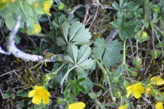 Potentilla incana