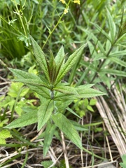 Veronicastrum virginicum