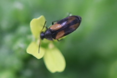 Anaspis fasciata