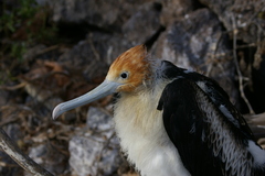 Fregata minor ridgwayi