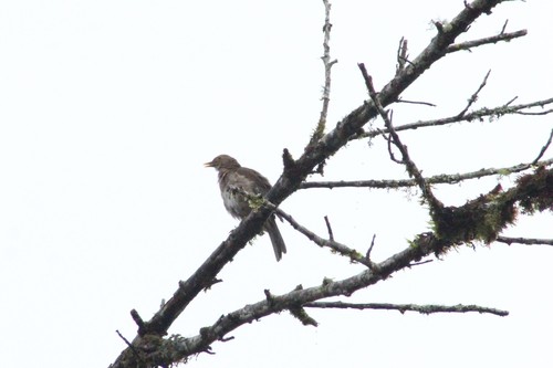 Ecuadorian Thrush (Turdus maculirostris), photo 4