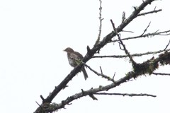 Turdus maculirostris