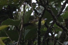 Ramphocelus flammigerus icteronotus