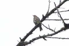 Turdus maculirostris