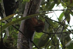 Cranioleuca erythrops