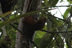 Cranioleuca erythrops