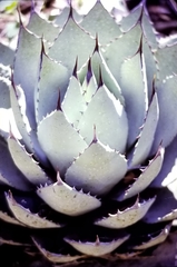 Agave applanata