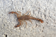 Vaejovis tenamaztlei