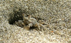 Ocypode gaudichaudii