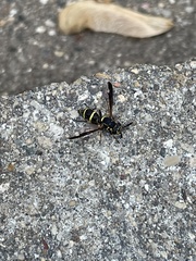 Sphiximorpha willistoni