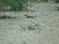 Aspidoscelis angusticeps