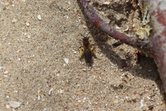Andrena barbilabris