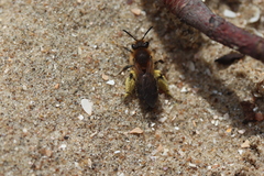 Andrena barbilabris