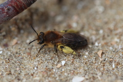 Andrena barbilabris
