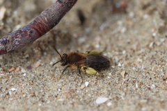 Andrena barbilabris