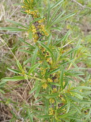 Rhamnus erythroxyloides