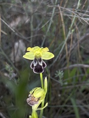 Ophrys vasconica